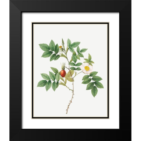Bidentate Mountain Rose, Mountain Rose with Toothed Leaflets Black Modern Wood Framed Art Print with Double Matting by Redoute, Pierre Joseph