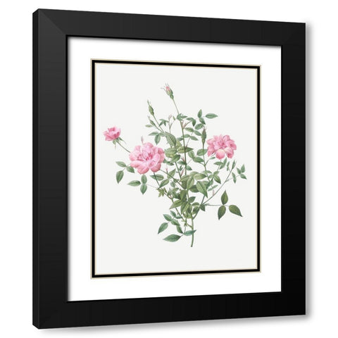 Double Miniature Rose, Dwarf Rosebush, Rosa indica pumila Black Modern Wood Framed Art Print with Double Matting by Redoute, Pierre Joseph