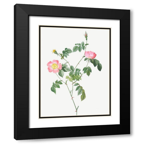 Austrian Briar, Rosa foetida Black Modern Wood Framed Art Print with Double Matting by Redoute, Pierre Joseph