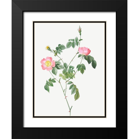 Austrian Briar, Rosa foetida Black Modern Wood Framed Art Print with Double Matting by Redoute, Pierre Joseph