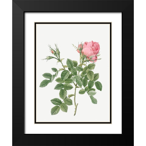 Dwarf Four Seasons Rose, Rosa bifera pumila Black Modern Wood Framed Art Print with Double Matting by Redoute, Pierre Joseph