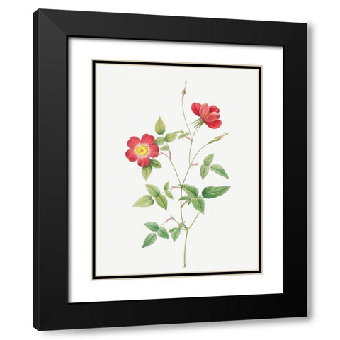 Rose Indica Stelligera, Bengal Star, Rosa indica stelligera Black Modern Wood Framed Art Print with Double Matting by Redoute, Pierre Joseph