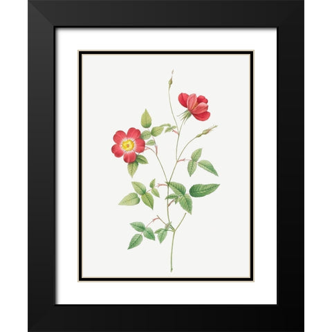Rose Indica Stelligera, Bengal Star, Rosa indica stelligera Black Modern Wood Framed Art Print with Double Matting by Redoute, Pierre Joseph