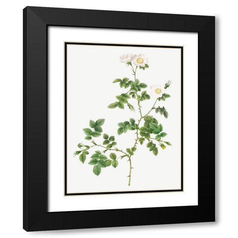 White Sweetbriar, Wild Rose of Valiant, Rosa rubignosa vaillantiana Black Modern Wood Framed Art Print with Double Matting by Redoute, Pierre Joseph