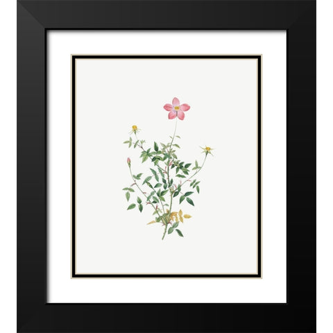 Single Dwarf China Rose, Rosa indica pumila, flore simplici Black Modern Wood Framed Art Print with Double Matting by Redoute, Pierre Joseph