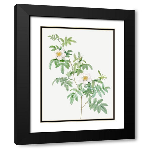 Clinophylla,  Rose Leaved Leaves Black Modern Wood Framed Art Print with Double Matting by Redoute, Pierre Joseph
