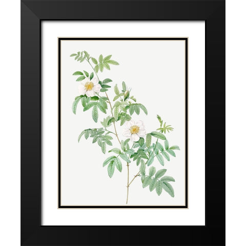Clinophylla,  Rose Leaved Leaves Black Modern Wood Framed Art Print with Double Matting by Redoute, Pierre Joseph