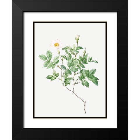 Farinose Rose, Flowery Rosebush, Rosa farinosa Black Modern Wood Framed Art Print with Double Matting by Redoute, Pierre Joseph