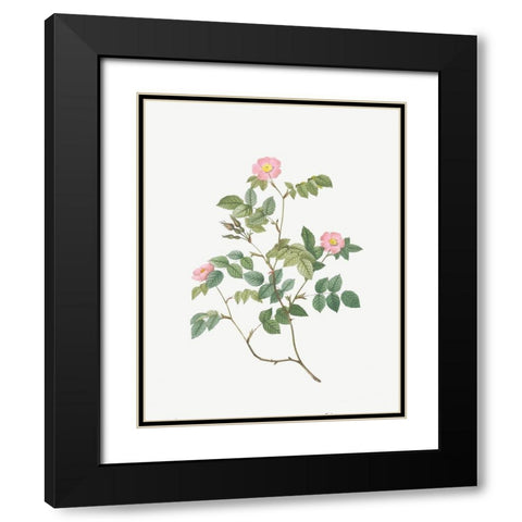 Eglantine, Wild Rosehips, Rosa rubiginosa nemoralis Black Modern Wood Framed Art Print with Double Matting by Redoute, Pierre Joseph