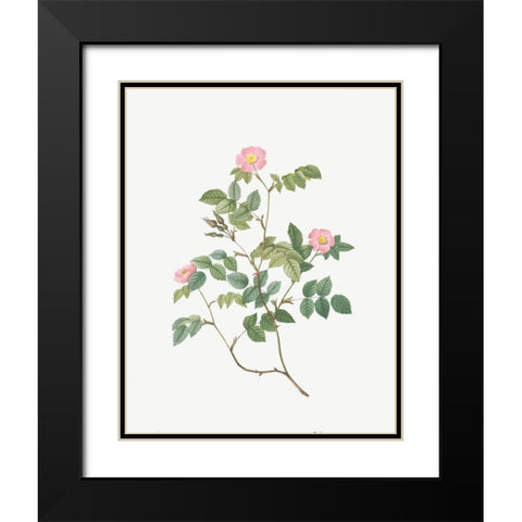 Eglantine, Wild Rosehips, Rosa rubiginosa nemoralis Black Modern Wood Framed Art Print with Double Matting by Redoute, Pierre Joseph