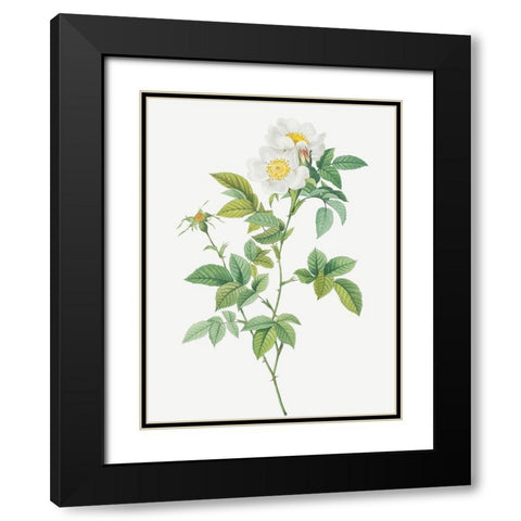 Anjou Rose, Rosa andegavensis Black Modern Wood Framed Art Print with Double Matting by Redoute, Pierre Joseph