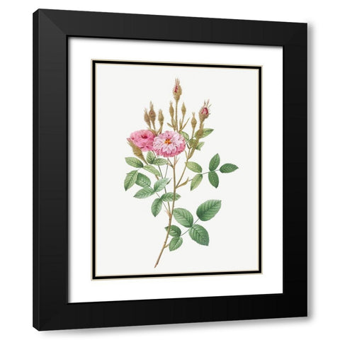 Mossy Pompon, Sparkling Pompon, Rosa pomponiana muscosa Black Modern Wood Framed Art Print with Double Matting by Redoute, Pierre Joseph