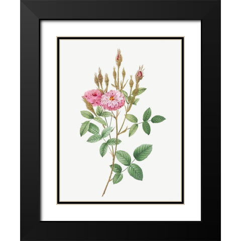 Mossy Pompon, Sparkling Pompon, Rosa pomponiana muscosa Black Modern Wood Framed Art Print with Double Matting by Redoute, Pierre Joseph