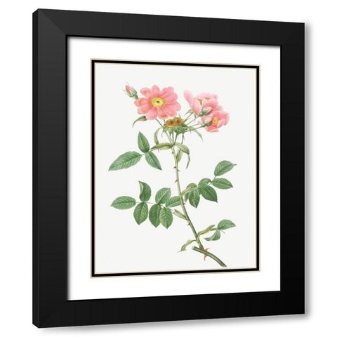 Rose of Lady Monson, Rosa collina monsoniana Black Modern Wood Framed Art Print with Double Matting by Redoute, Pierre Joseph