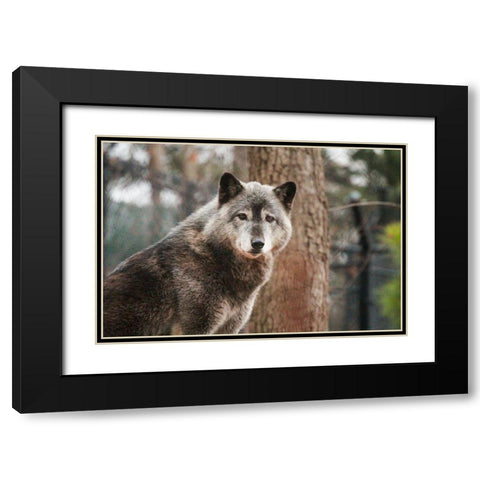 Gray Wolf Black Modern Wood Framed Art Print with Double Matting by Steff, Brittany