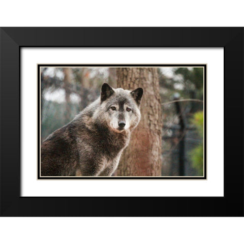Gray Wolf Black Modern Wood Framed Art Print with Double Matting by Steff, Brittany