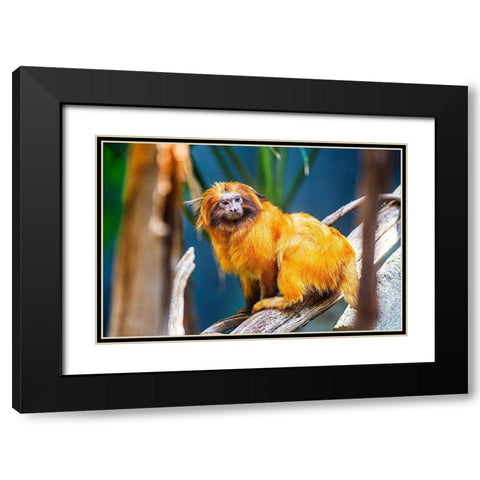 Golden Lion Tamarin Black Modern Wood Framed Art Print with Double Matting by Brown, Skip