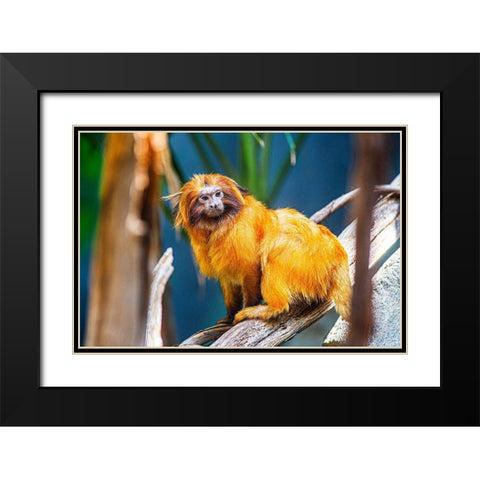 Golden Lion Tamarin Black Modern Wood Framed Art Print with Double Matting by Brown, Skip