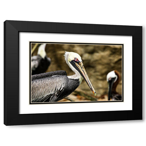 Brown Pelican Black Modern Wood Framed Art Print with Double Matting by Smithsonian Institution