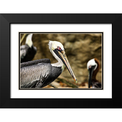 Brown Pelican Black Modern Wood Framed Art Print with Double Matting by Smithsonian Institution
