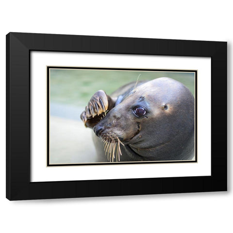 Gray Seal Black Modern Wood Framed Art Print with Double Matting by Mallon, Connor
