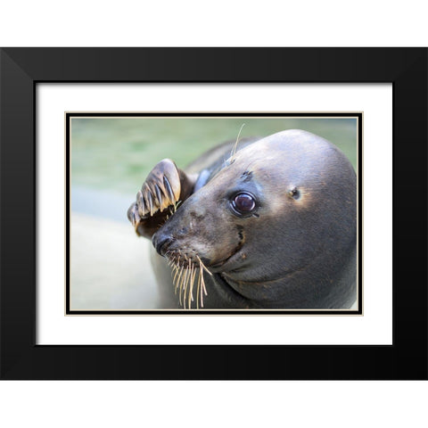 Gray Seal Black Modern Wood Framed Art Print with Double Matting by Mallon, Connor