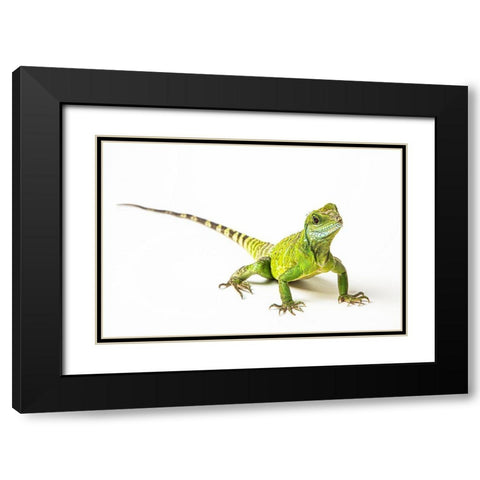 Asian Water Dragon Black Modern Wood Framed Art Print with Double Matting by Brown, Skip