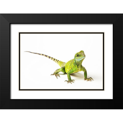 Asian Water Dragon Black Modern Wood Framed Art Print with Double Matting by Brown, Skip