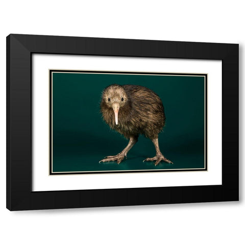Brown Kiwi Black Modern Wood Framed Art Print with Double Matting by Smithsonian Institution