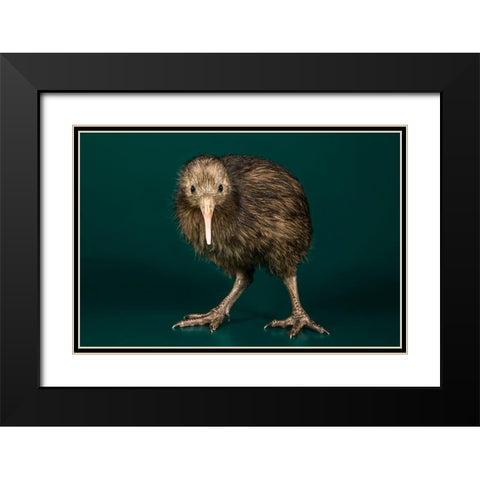 Brown Kiwi Black Modern Wood Framed Art Print with Double Matting by Smithsonian Institution