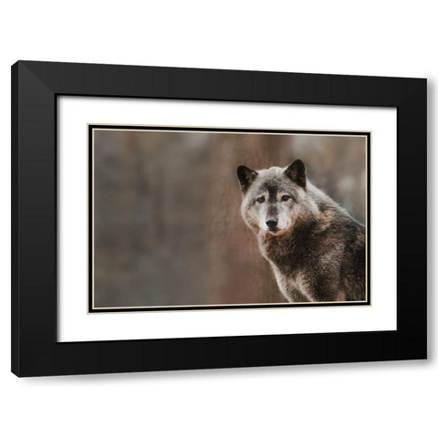 Gray Wolf Black Modern Wood Framed Art Print with Double Matting by Steff, Brittany