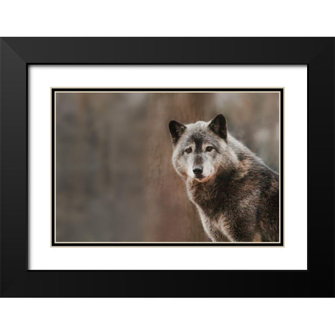 Gray Wolf Black Modern Wood Framed Art Print with Double Matting by Steff, Brittany