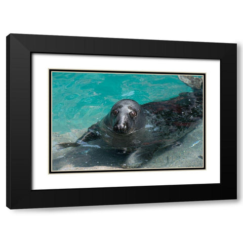 Gray Seal Black Modern Wood Framed Art Print with Double Matting by Wood, Abby