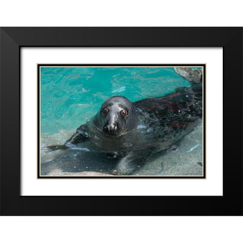Gray Seal Black Modern Wood Framed Art Print with Double Matting by Wood, Abby