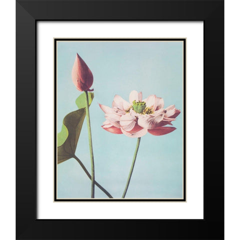 Lotus Flowers Black Modern Wood Framed Art Print with Double Matting by Kazumasa, Ogawa