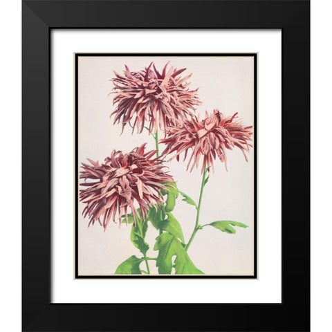 Three Pink Chrysanthemum Black Modern Wood Framed Art Print with Double Matting by Kazumasa, Ogawa