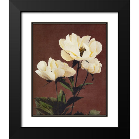 Haerdaceous Peony Black Modern Wood Framed Art Print with Double Matting by Kazumasa, Ogawa