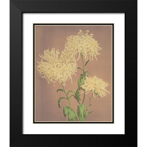 Three Yellow Chrysanthemums Black Modern Wood Framed Art Print with Double Matting by Kazumasa, Ogawa