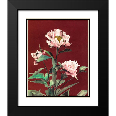 Haerdaceous Peony Black Modern Wood Framed Art Print with Double Matting by Kazumasa, Ogawa