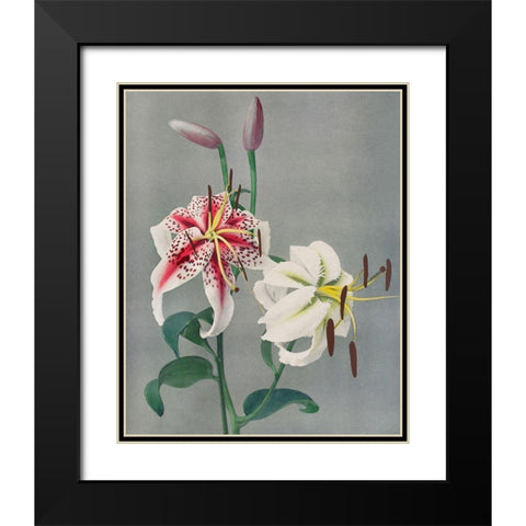 Lily Black Modern Wood Framed Art Print with Double Matting by Kazumasa, Ogawa