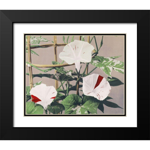Striped Birdweed Flowers Black Modern Wood Framed Art Print with Double Matting by Kazumasa, Ogawa