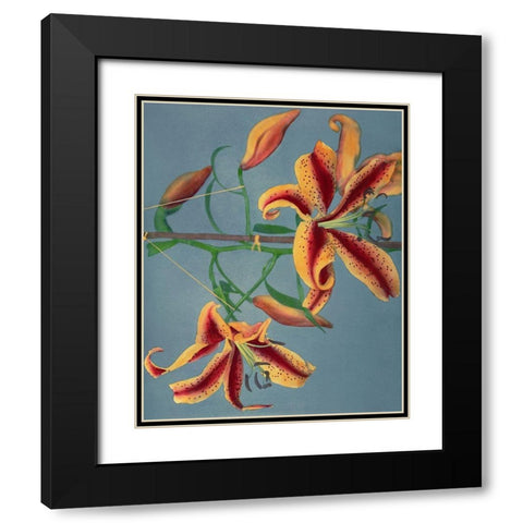Lily III Black Modern Wood Framed Art Print with Double Matting by Kazumasa, Ogawa
