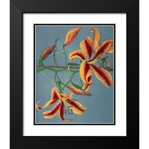 Lily III Black Modern Wood Framed Art Print with Double Matting by Kazumasa, Ogawa
