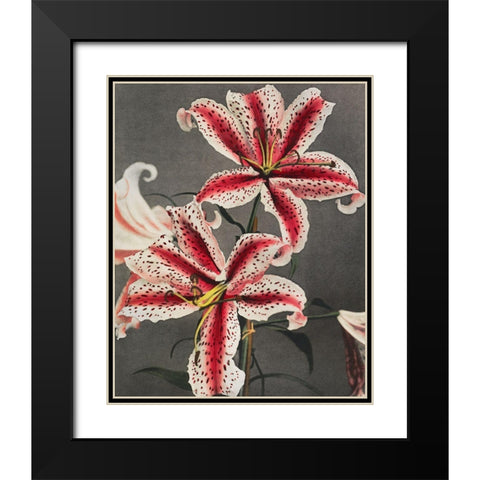 Lily IV Black Modern Wood Framed Art Print with Double Matting by Kazumasa, Ogawa