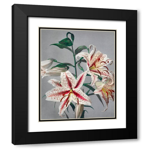 Lily VII Black Modern Wood Framed Art Print with Double Matting by Kazumasa, Ogawa