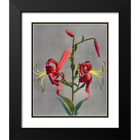 Lily VIII Black Modern Wood Framed Art Print with Double Matting by Kazumasa, Ogawa