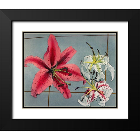 Lily IX Black Modern Wood Framed Art Print with Double Matting by Kazumasa, Ogawa