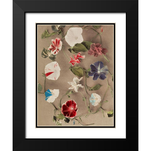 Group of Morning Glories Black Modern Wood Framed Art Print with Double Matting by Kazumasa, Ogawa