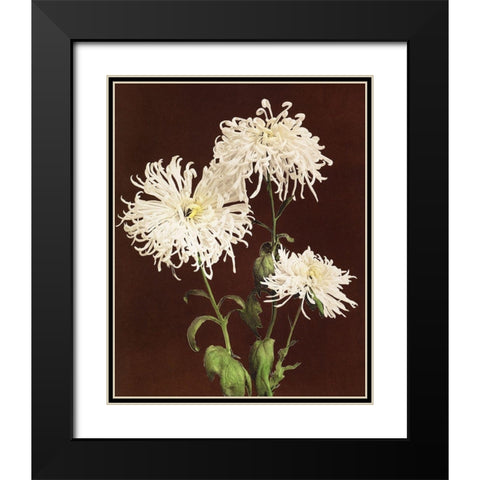 Chrysanthemum Black Modern Wood Framed Art Print with Double Matting by Kazumasa, Ogawa