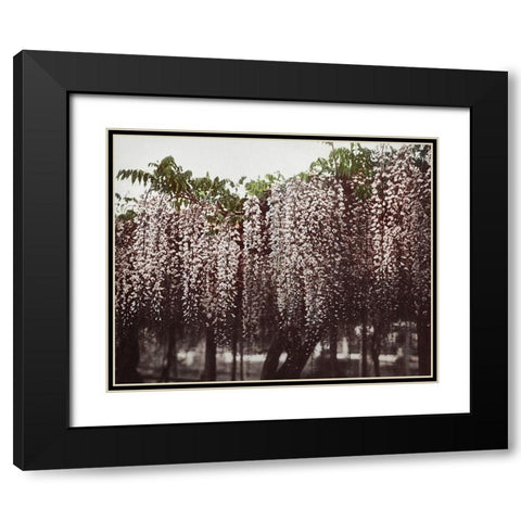 Wistaria Chinensis Black Modern Wood Framed Art Print with Double Matting by Kazumasa, Ogawa